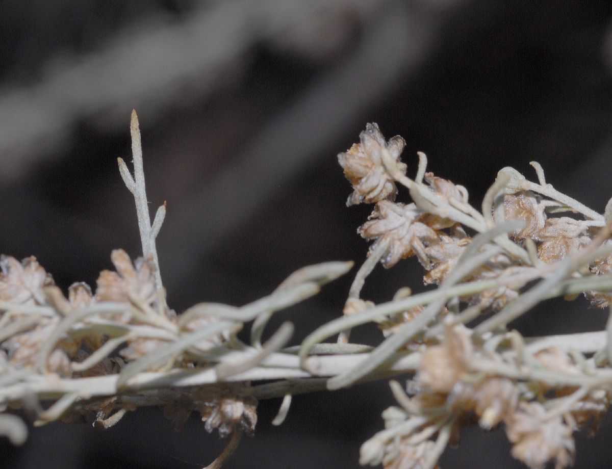 Asteraceae Artemisia californica