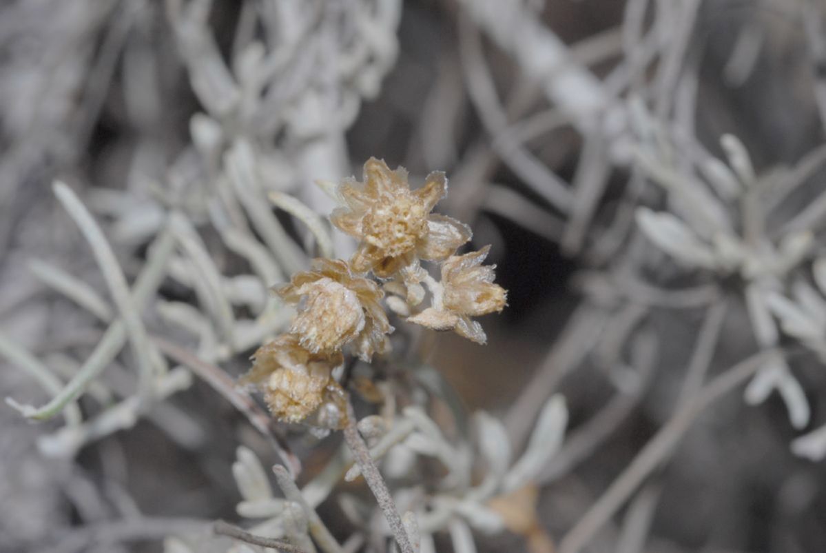 Asteraceae Artemisia californica