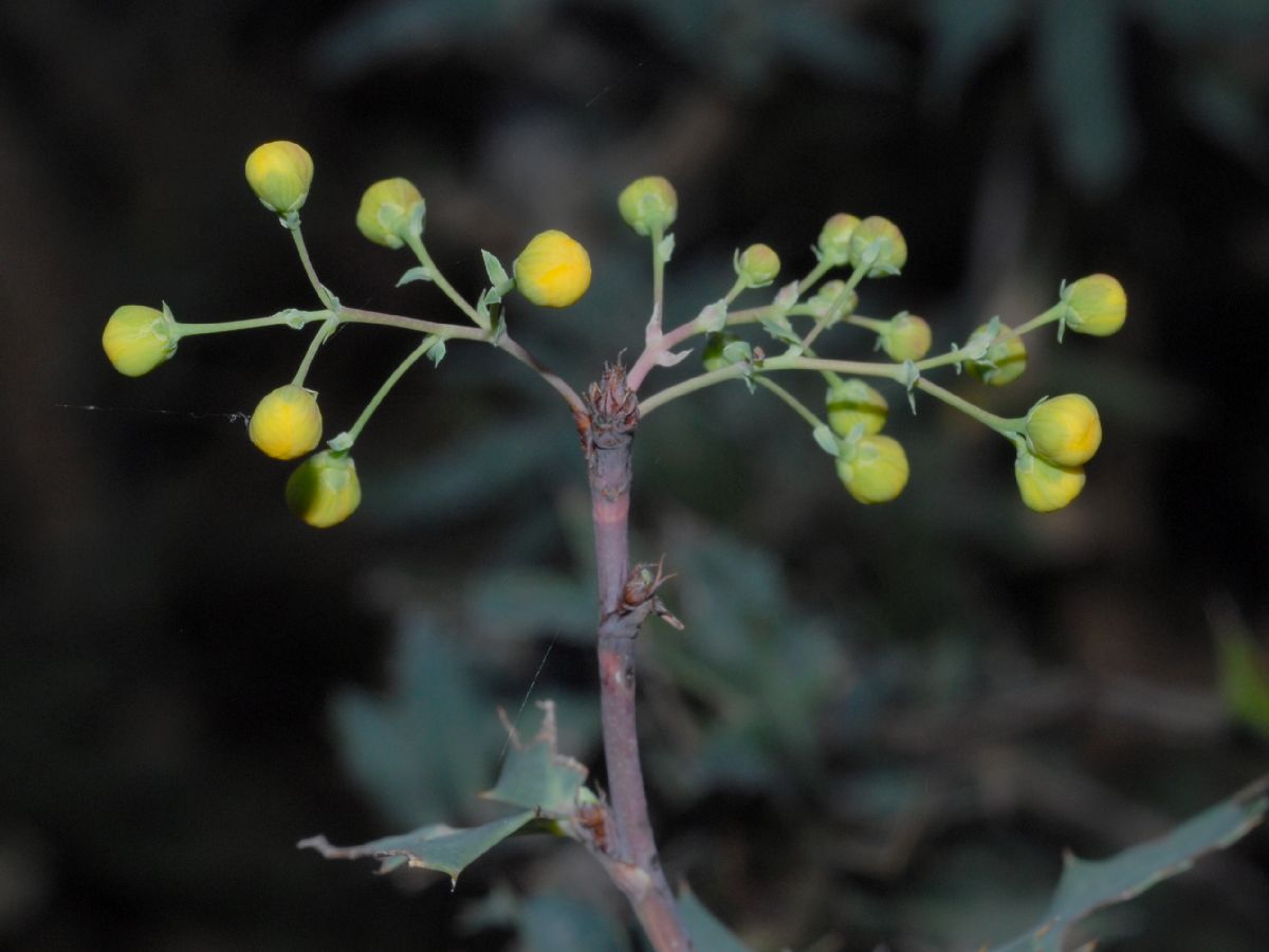 Berberidaceae Berberis nevinii