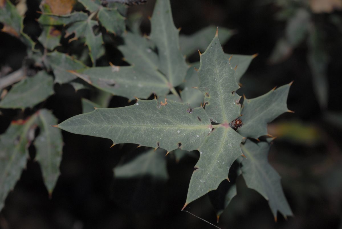 Berberidaceae Berberis nevinii