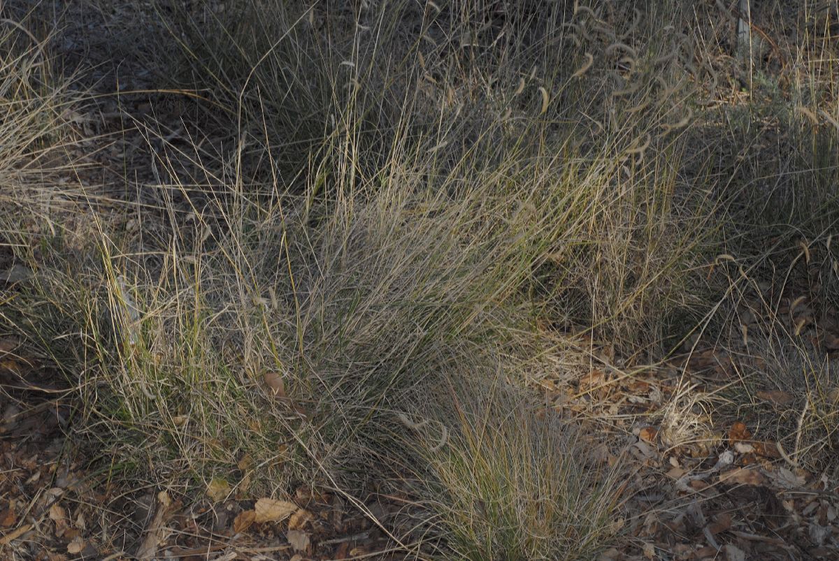 Poaceae Bouteloua gracilis