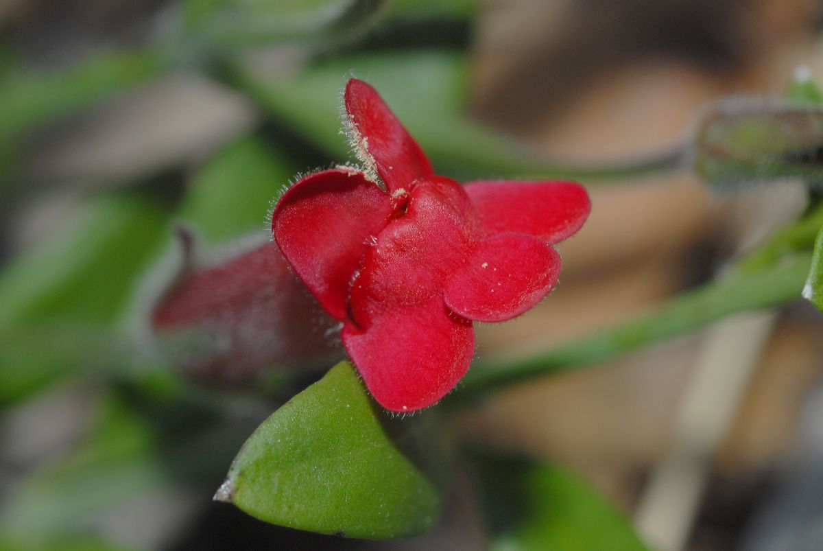 Plantaginaceae Galvezia speciosa