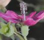 image of Lavatera assurgentiflora