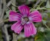 image of Lavatera assurgentiflora