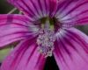 image of Lavatera assurgentiflora