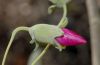 image of Lavatera assurgentiflora