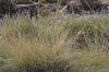 image of Muhlenbergia rigens