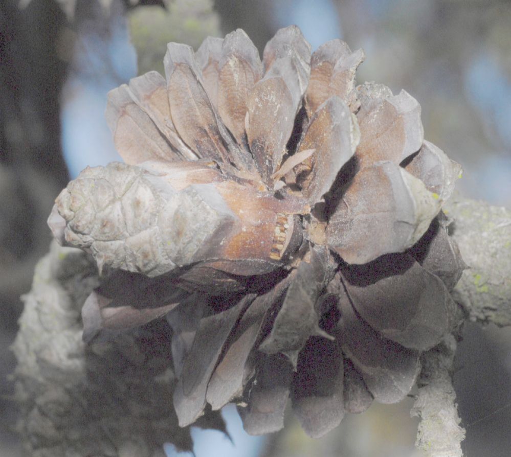 Pinaceae Pinus muricata