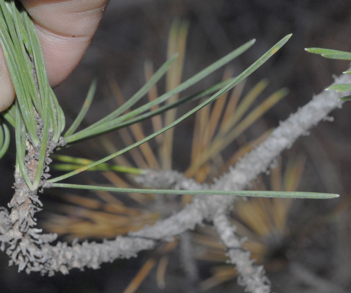 Pinaceae Pinus muricata