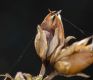 image of Penstemon heterophyllum