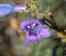 image of Penstemon heterophyllum