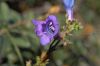 image of Penstemon heterophyllum