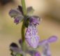 image of Penstemon procera