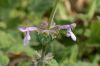 image of Penstemon procera