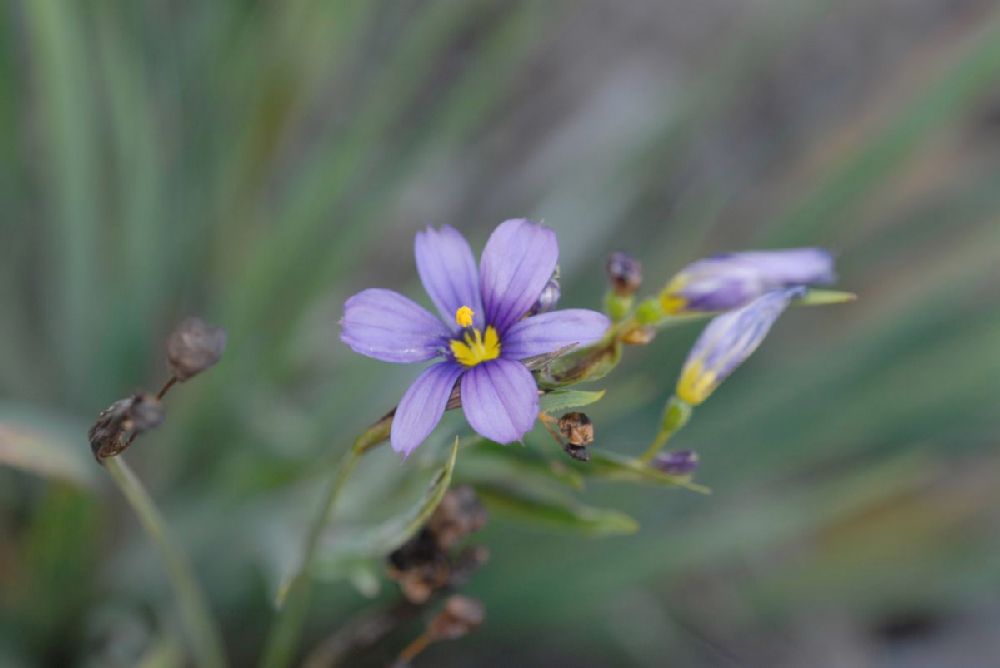 Iridaceae Sisyrinchium bellum