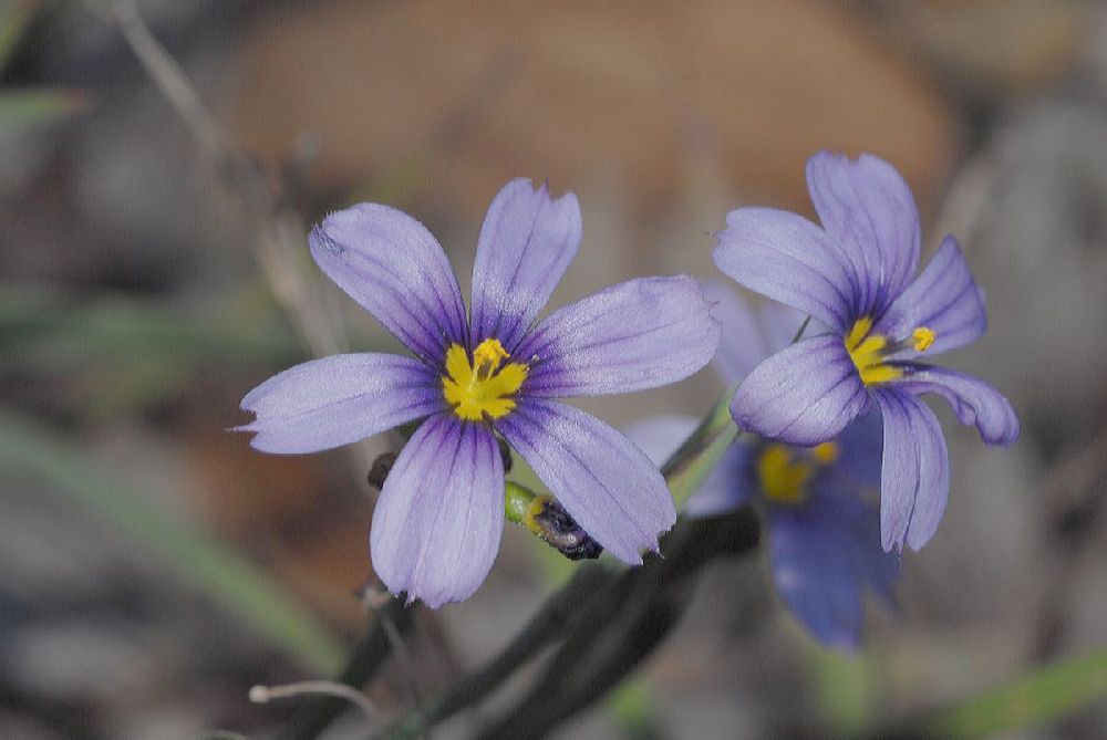 Iridaceae Sisyrinchium bellum