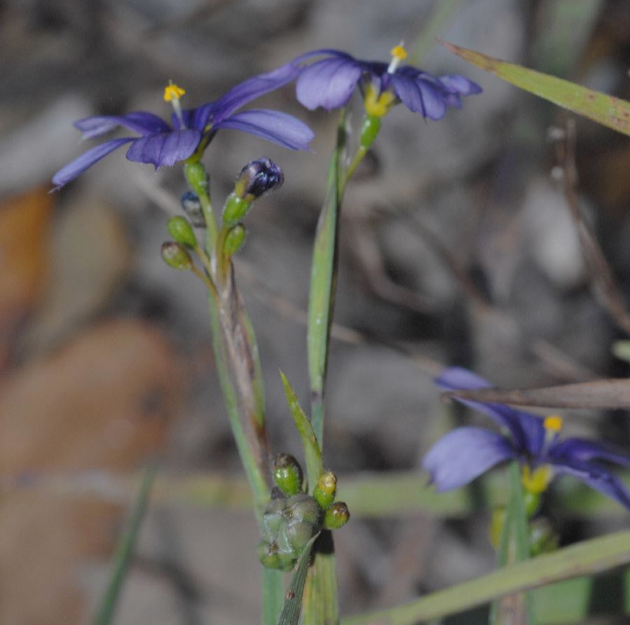 Iridaceae Sisyrinchium bellum