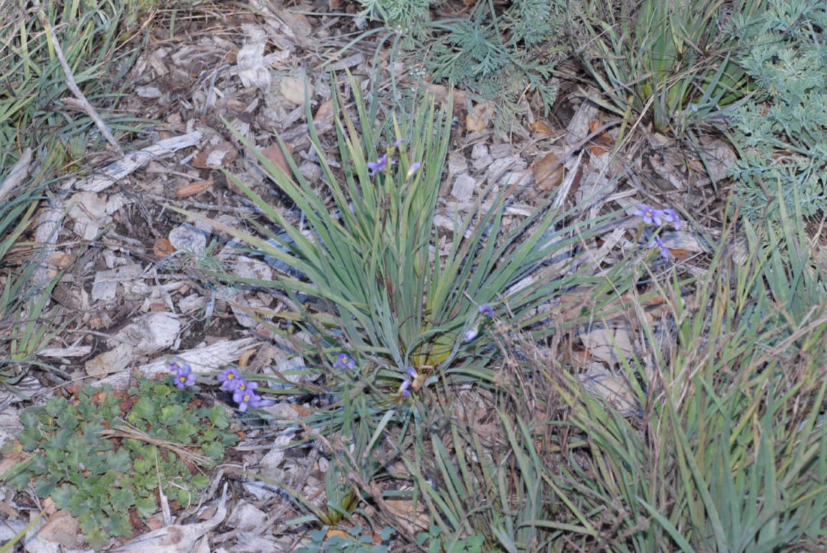 Iridaceae Sisyrinchium bellum