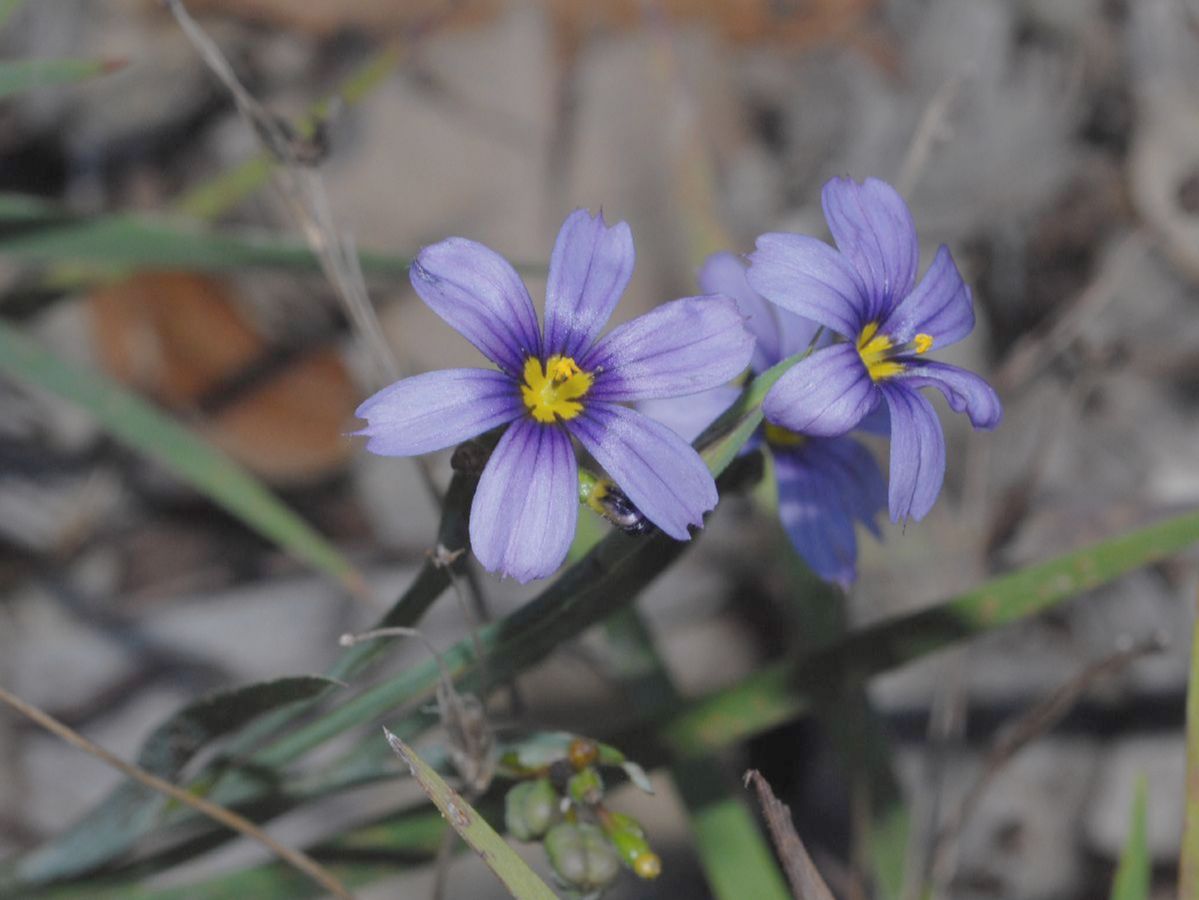 Iridaceae Sisyrinchium bellum