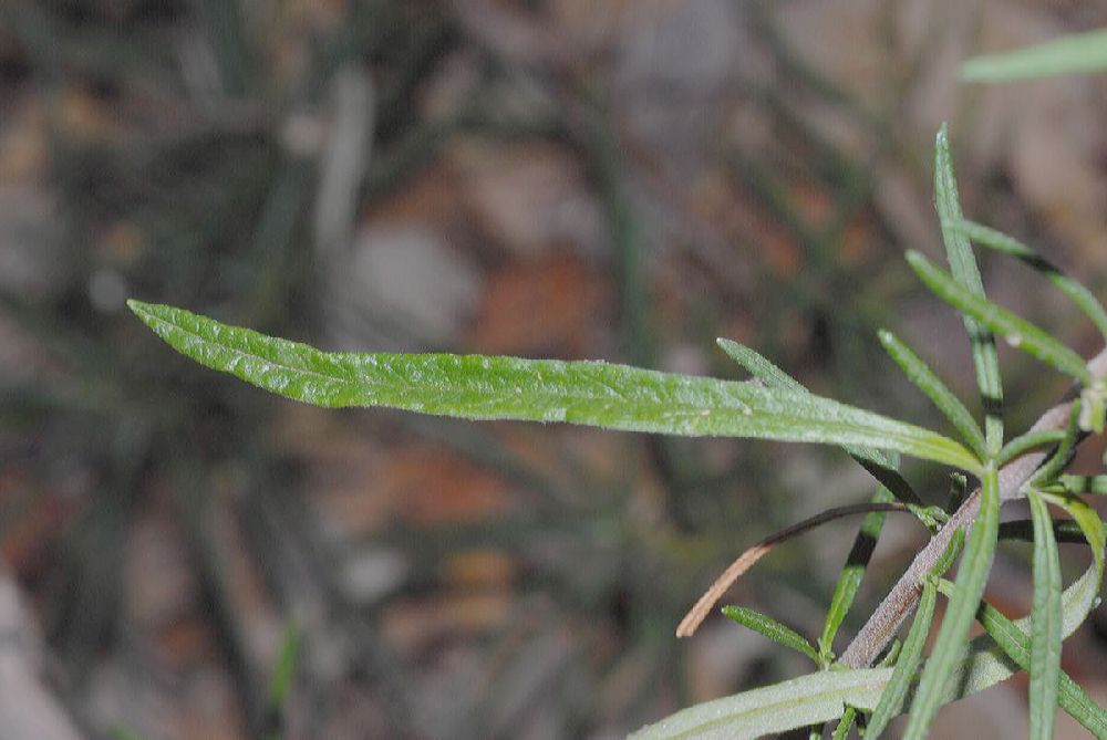 Lamiaceae Trichostema lanatum