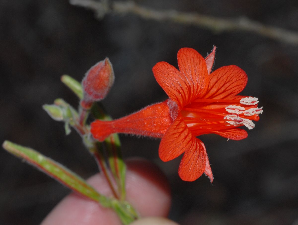 Onagraceae Epilobium californica