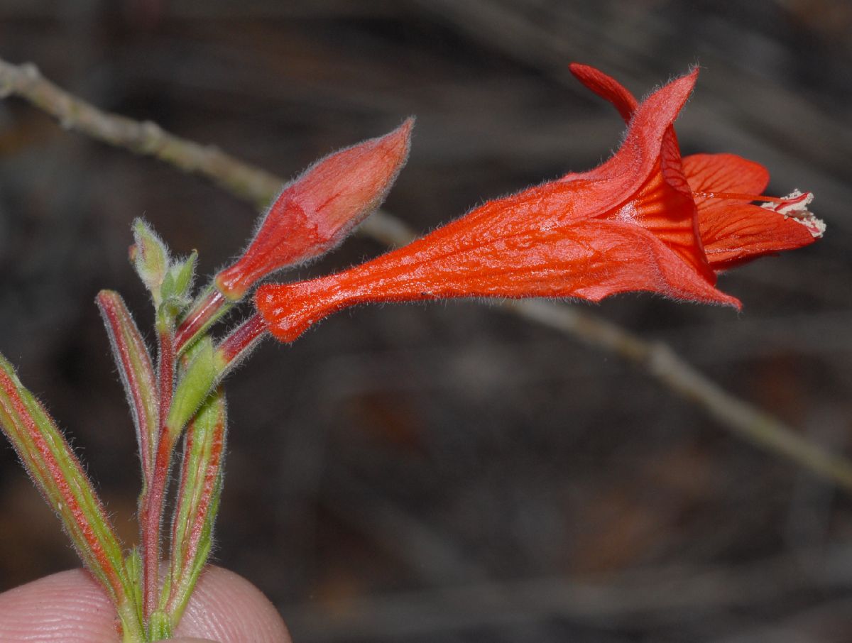 Onagraceae Epilobium californica