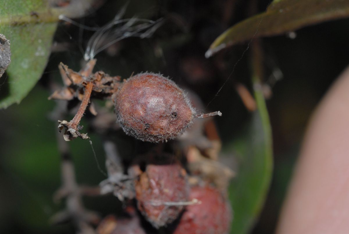 Ericaceae Arctostaphylos tomentosa