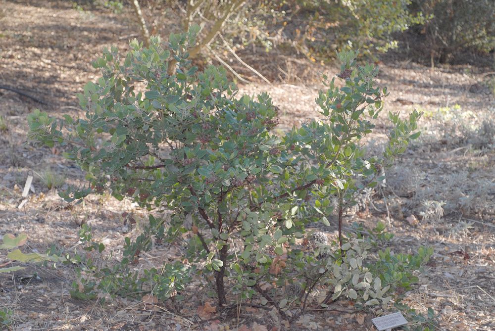 Ericaceae Arctostaphylos tomentosa