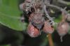 image of Arctostaphylos tomentosa