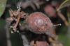 image of Arctostaphylos tomentosa