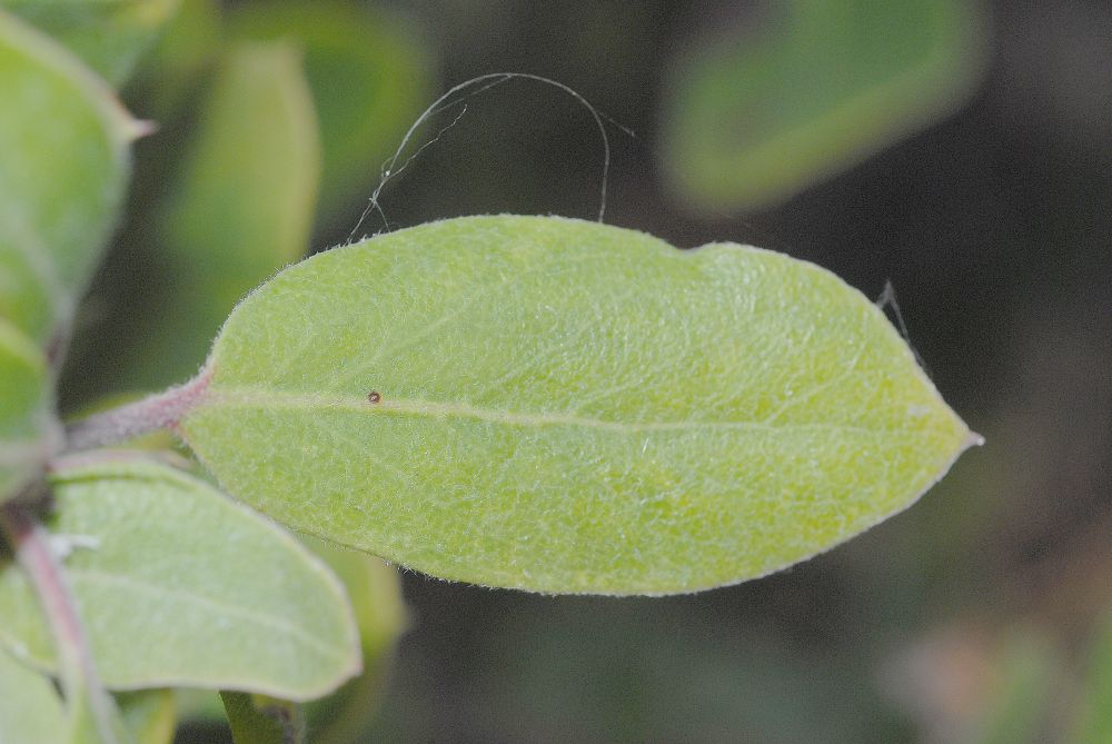 Ericaceae Arctostaphylos tomentosa