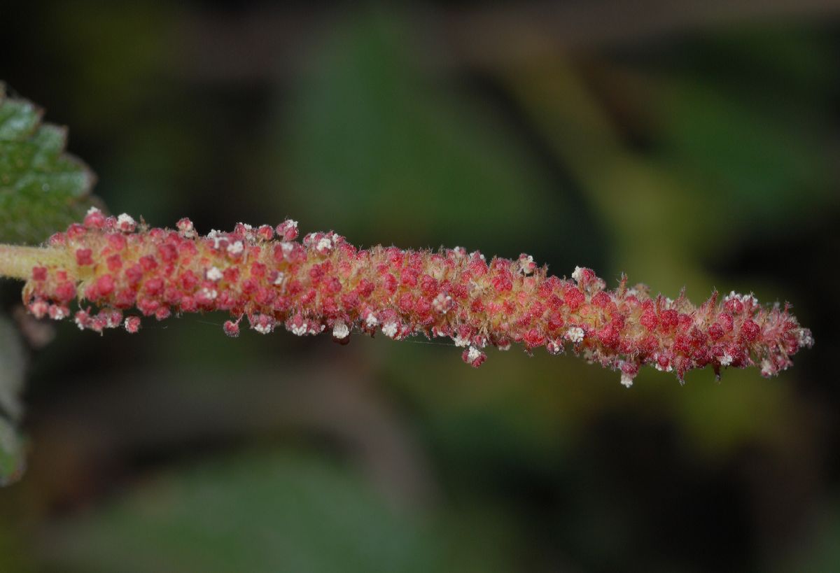 Euphorbiaceae Acalypha californica