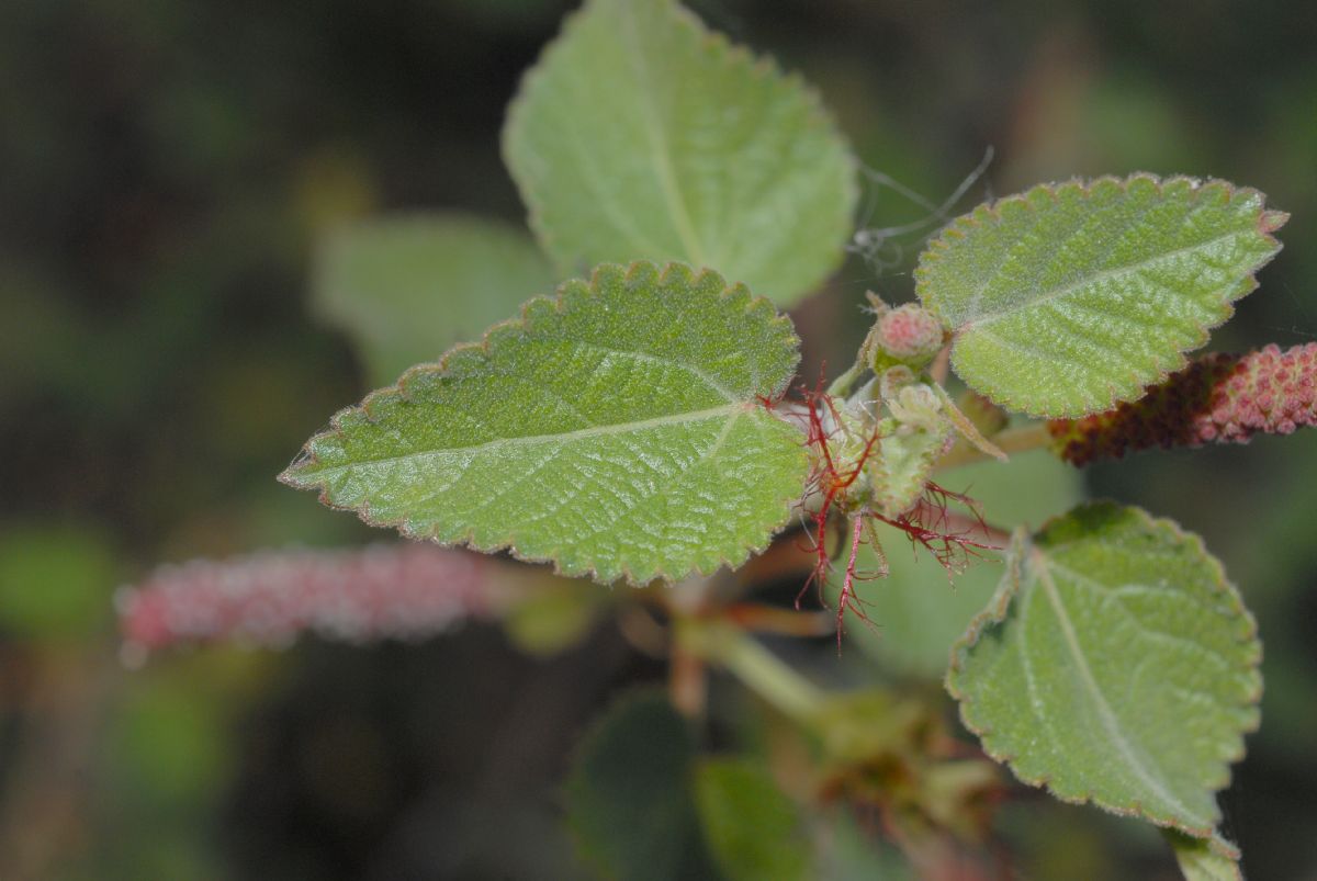 Euphorbiaceae Acalypha californica