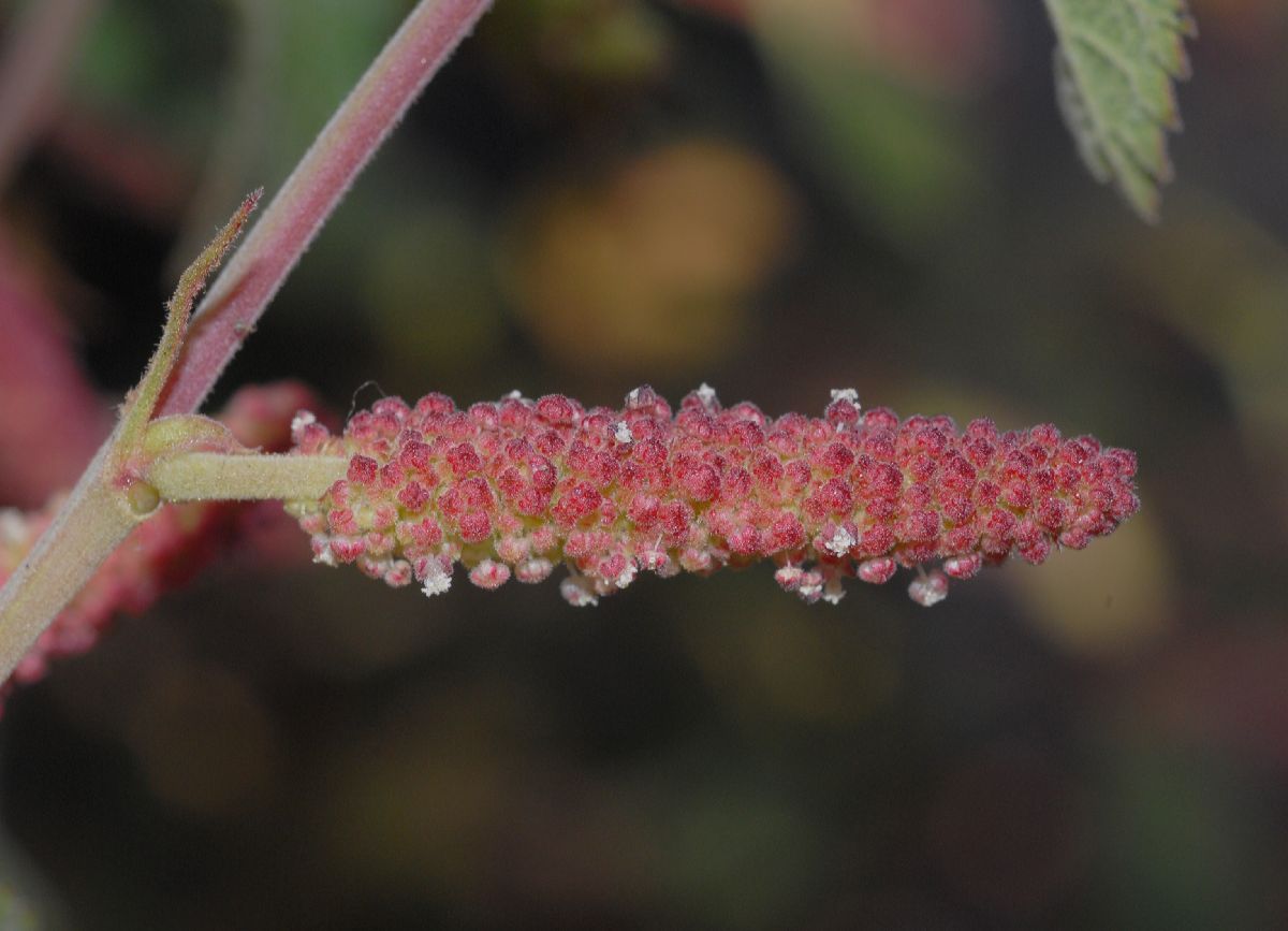 Euphorbiaceae Acalypha californica