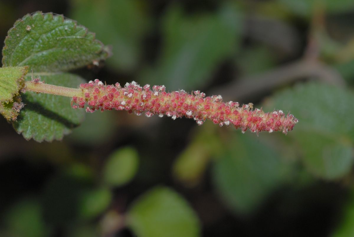 Euphorbiaceae Acalypha californica