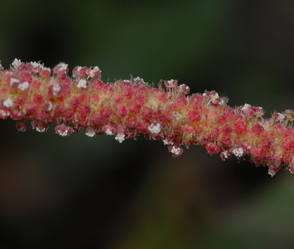 Euphorbiaceae Acalypha californica