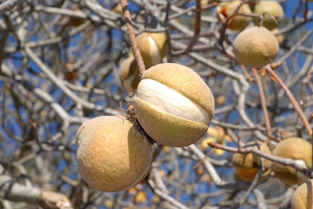 Hippocastanaceae Aesculus californica