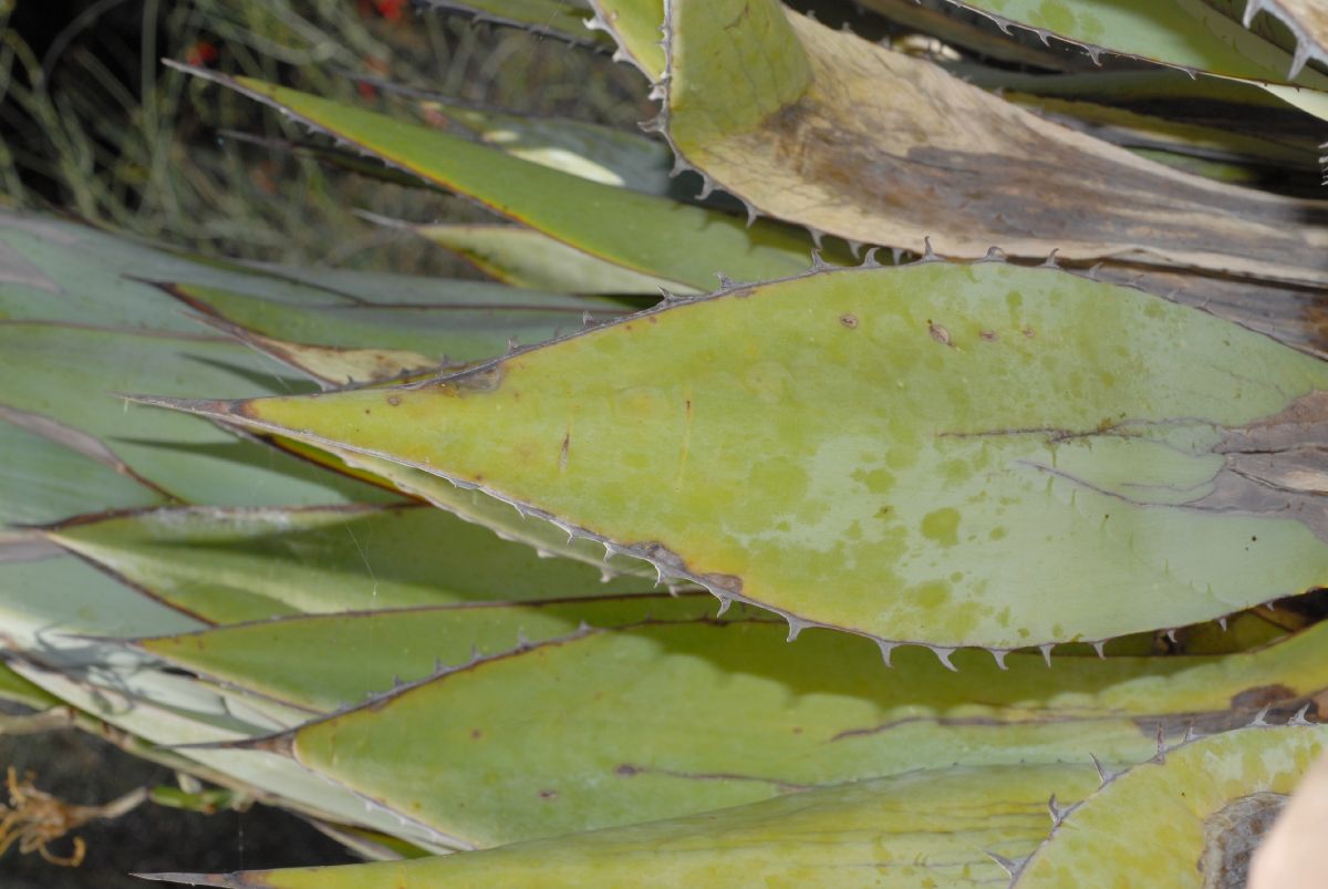 Asparagaceae Agave sebastiana