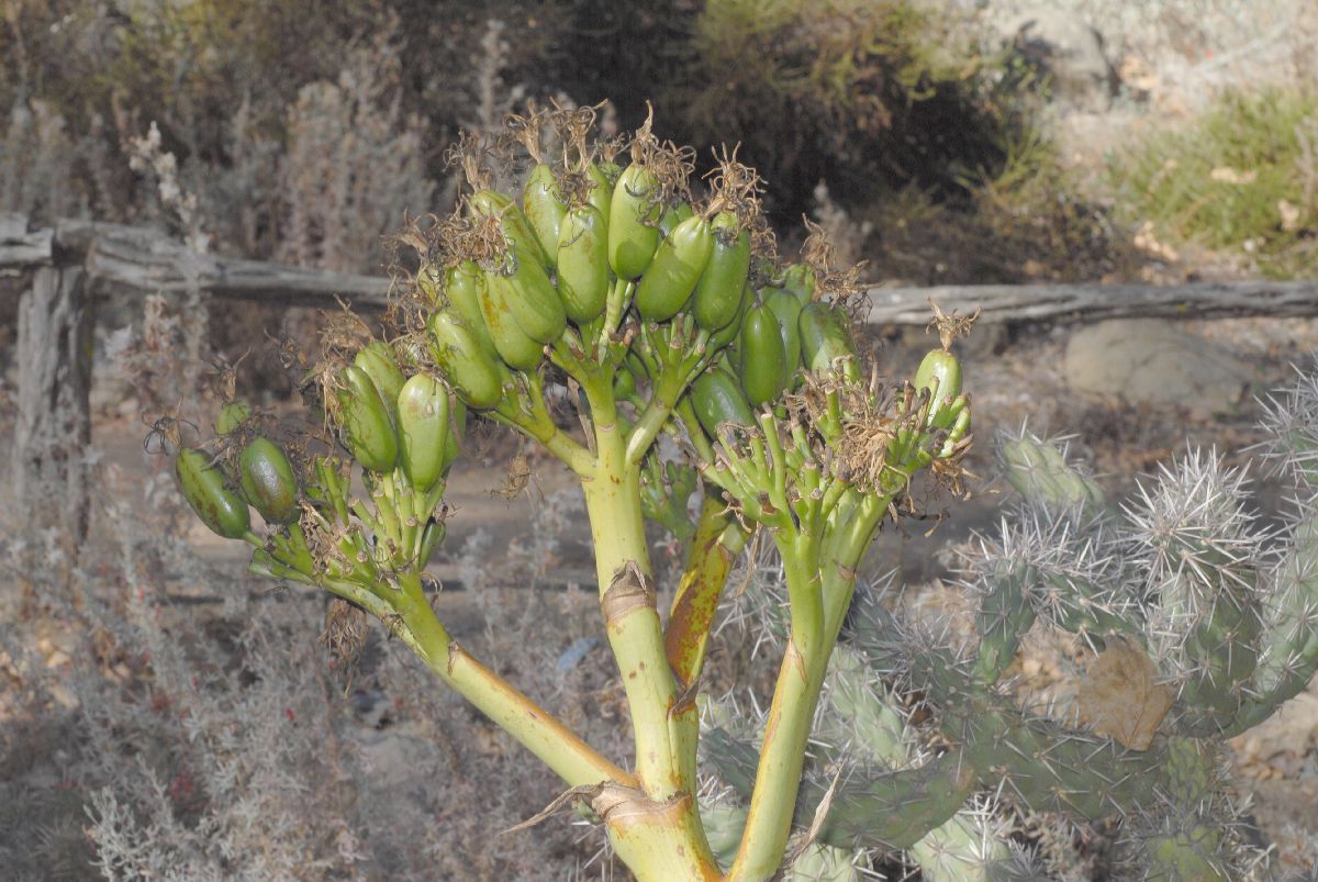 Asparagaceae Agave sebastiana