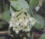 image of Arctostaphylos glauca