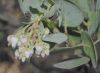 image of Arctostaphylos glauca