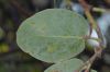 image of Arctostaphylos glauca