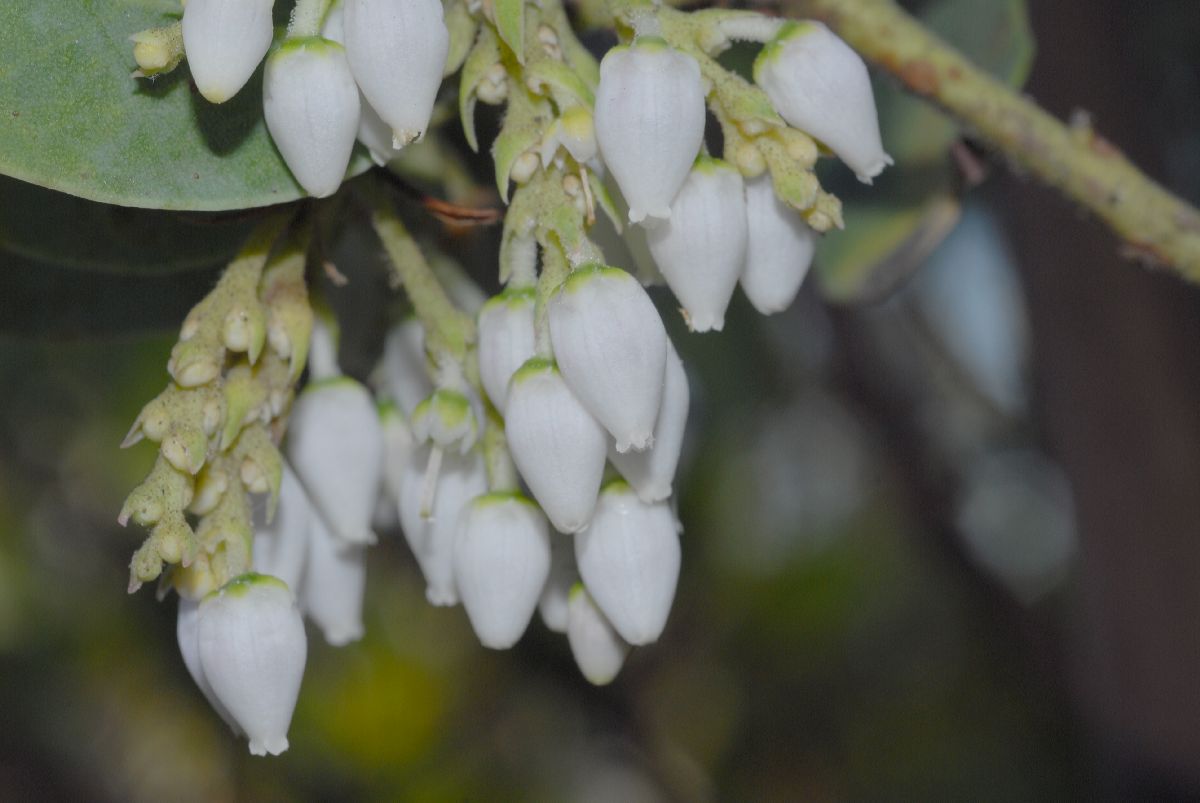 Ericaceae Arctostaphylos glauca