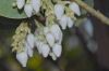 image of Arctostaphylos glauca