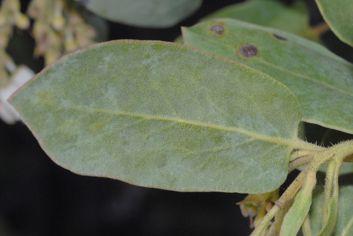 Ericaceae Arctostaphylos glauca