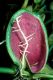 image of Dischidia rafflesiana