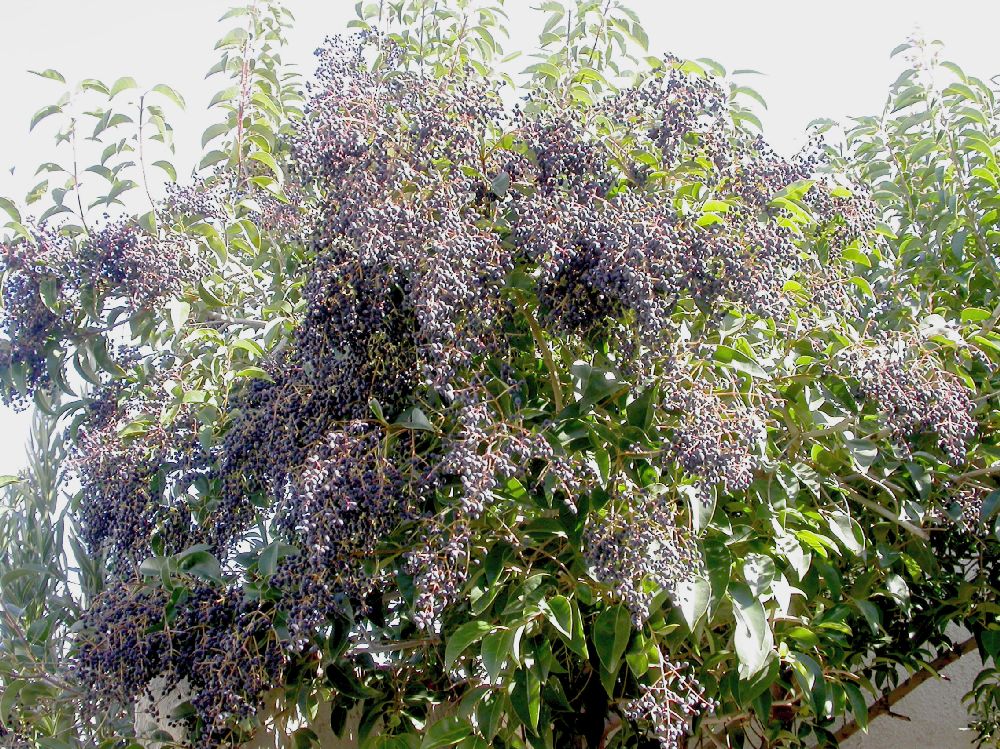 Oleaceae Ligustrum lucidum