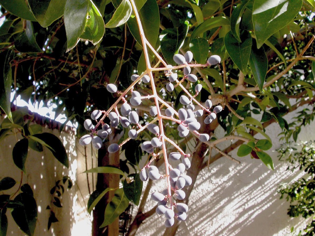 Oleaceae Ligustrum lucidum