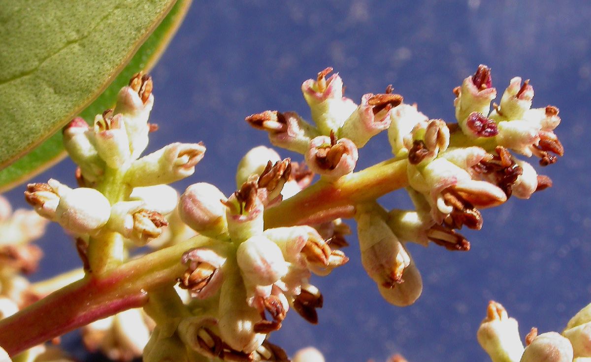 Oleaceae Ligustrum lucidum