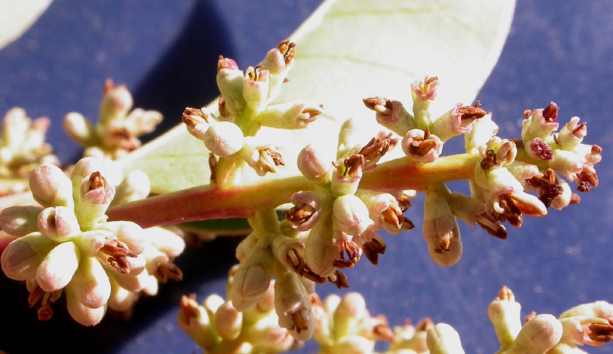 Oleaceae Ligustrum lucidum